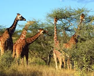 Balade et Safari dans la Rift Valley : Kenya