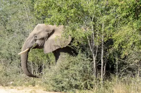 Eléphant, parc Kruger - Afrique du Sud