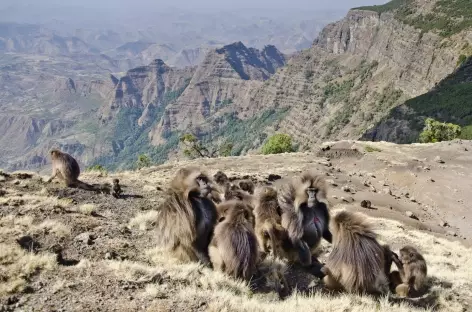 Babouins gelada du Simien - Ethiopie