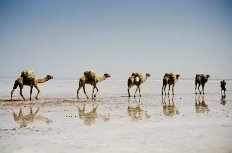 Caravanes de dromadaires chargés de sel, Danakil - Ethiopie