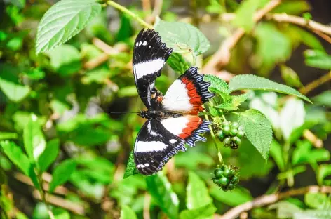 Papillon dans le Parc national d'Andasibe - Madagascar