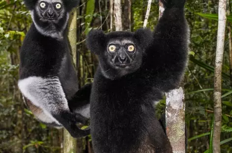 Lémurien Indri Indri, Parc national d'Andasibe - Madagascar