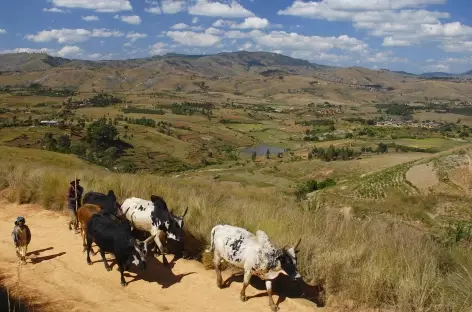 Campagne betsileo vers Fianarantsoa - Madagascar