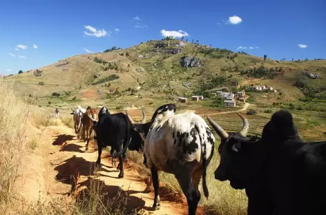 Trek dans la région de la montagne Somaina, pays betsileo - Madagascar