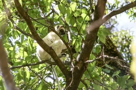 Lémurien dans le massif du Makay - Madagascar