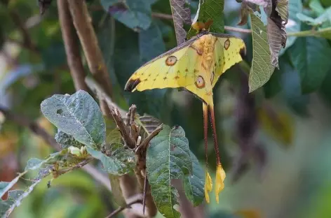 Papillon Comète, Parc national de Ranomafana - Madagascar