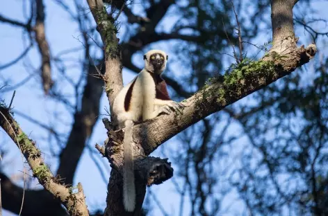 Propithèque de Verreaux - Madagascar