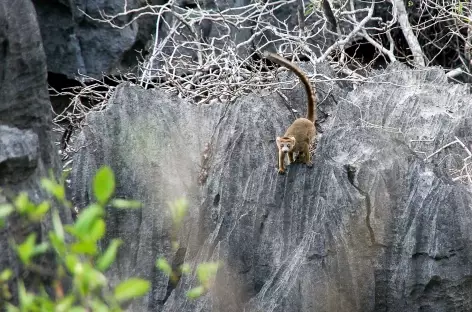 Lémurien, Parc national de l'Ankarana - Madagascar