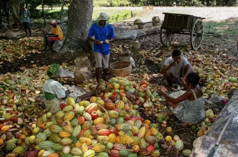 Récolte des fêves de cacaos - Madagascar