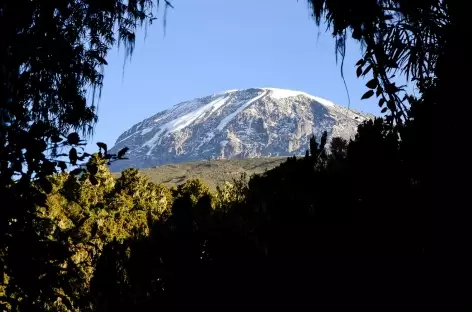 Descente sur Mweka Gate à travers la forêt équatoriale, Kilimanjaro - Tanzanie