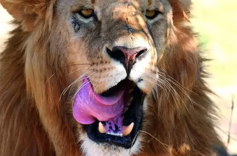 Le lion a faim ! - Tanzanie