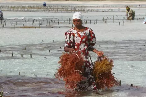 Ramasseuse d'algues à Zanzibar - Tanzanie - 