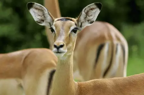 Impalas - Tanzanie - 
