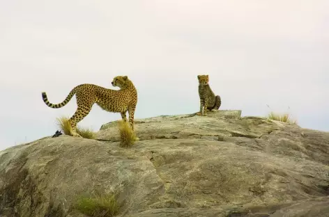 Guépards sur un kopje granitique du Serengeti - Tanzanie - 