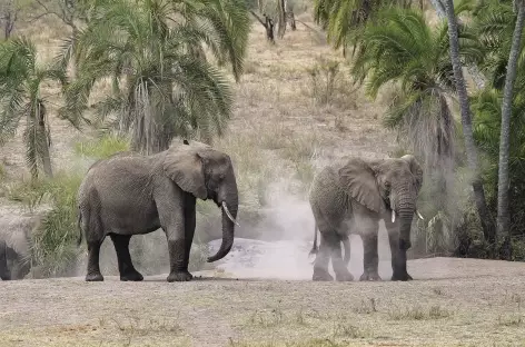 Elephants vers Seronera, Serengeti - Tanzanie - 