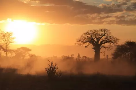 Brousse au coucher du soleil - Tanzanie - 