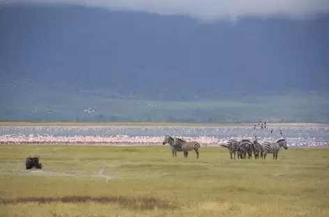 Dans la caldeira du Ngorongoro - Tanzanie