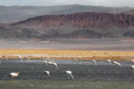 Argentine, flamants rose sur la lagune Carachi dans la Puna
