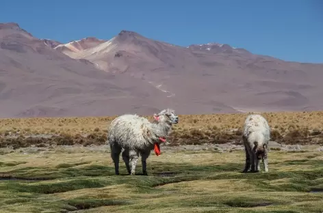 Des alpagas dans le Sud Lipez - Bolivie
