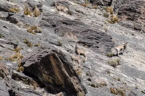 Cordillère Royale, un troupea de Venada (cerf sauvage) - Bolivie