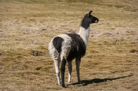 Cordillère Royale, un lama solitaire - Bolivie