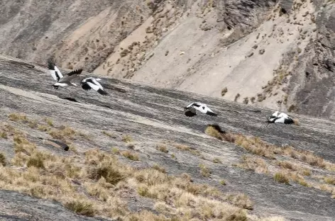 Cordillère Royale, un vol de Huallatas  - Bolivie