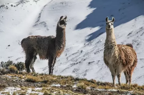 Rencontre avec des lamas - Bolivie