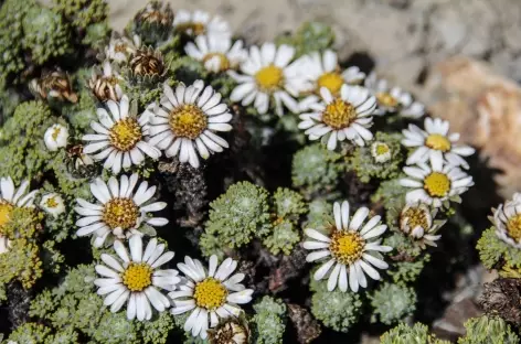 Fleurs d'altitude - Bolivie