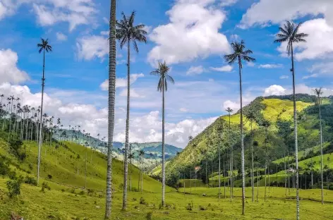 Les palmiers de cire de la vallée de Cocora - Colombie