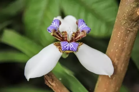 Fleur tropicale - Colombie