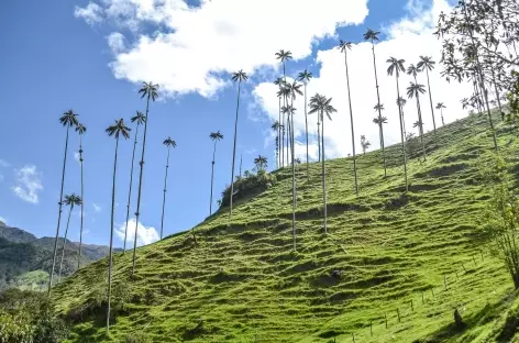 Palmiers de cire - Colombie - 