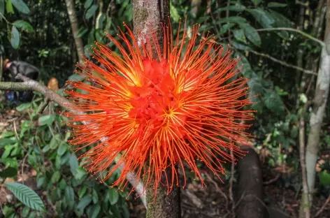 Etrange fleur du Pacifique - Colombie