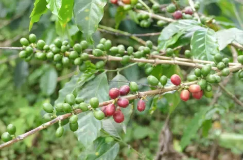 Plantation de café - Colombie - 