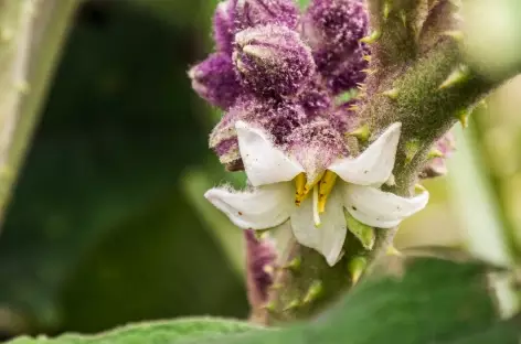 Orchidée - 
