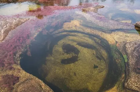 Piscine naturelle à Caño Cristales - 