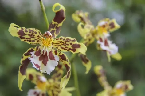 Une orchidée en Amazonie - Equateur