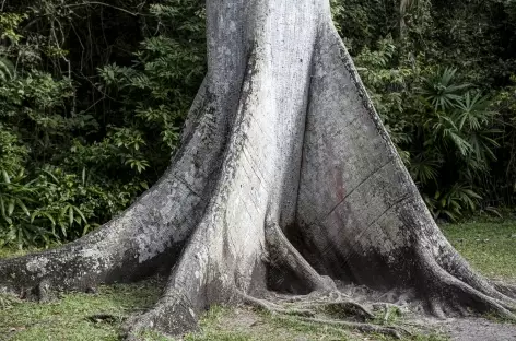 Les gigantesques fromagers de la forêt tropicale - Guatemala