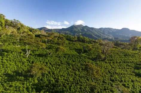 Ferme de café biologique_Chiriqui_Panama - 