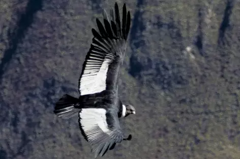 Majestueux vol du condor dans le canyon de Colca - Pérou