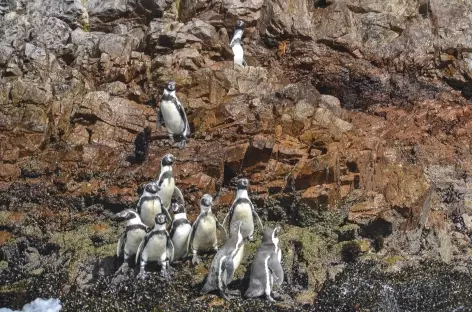 Observation de pingouins sur les îles Ballestas - Pérou
