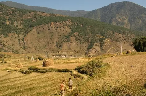 Vallée de Punakha  - Bhoutan - 