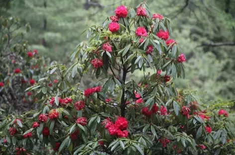 Rhododendrons en fleur - Bhoutan - 