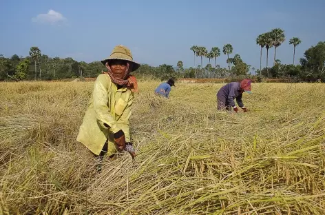Moisson du riz dans les campagnes - Cambodge