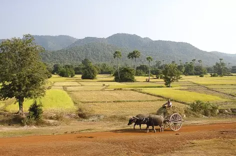 Char à boeufs dans les campagnes - Cambodge