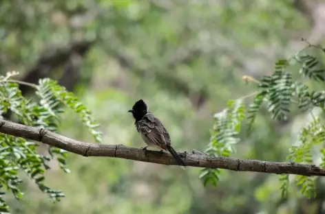 Oiseau dans les Araveli, Rajasthan, Inde