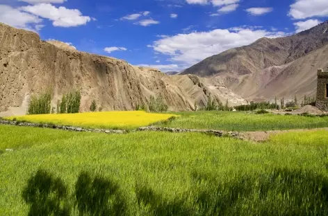 Dans la campagne de la vallée de l'Indus - Ladakh - Inde