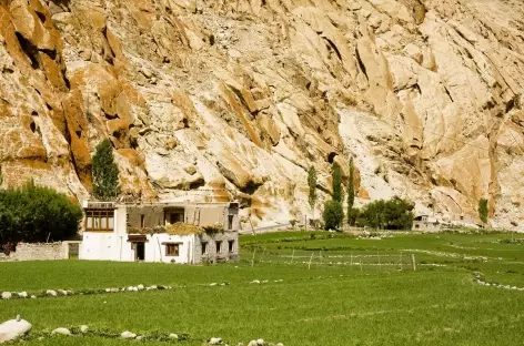 Les champs de Latho , Ladakh - Inde