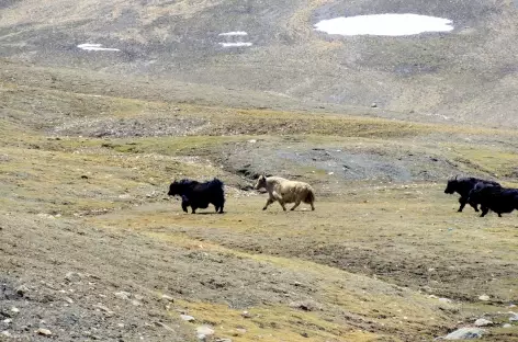 Yaks, Ladakh - Inde
