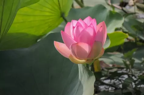 Fleur de lotus 