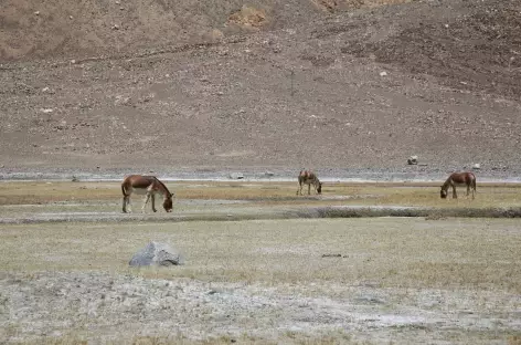 Kiang - Ladakh - 